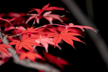 Foto op Plexiglas anti-reflex もみじ 紅葉 momiji maple 京都 kyoto 日本 japan 秋 autumn autumnleaves 風景 和 和風 © Mr.Kyoto
