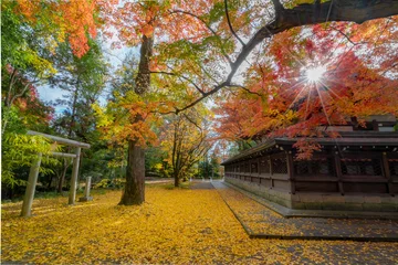 Fotobehang もみじ 紅葉 momiji maple 京都 kyoto 日本 japan 秋 autumn autumnleaves 風景 和 和風 © Mr.Kyoto