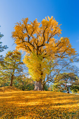 いちょう 銀杏 もみじ 紅葉 momiji maple 京都 kyoto 日本 japan 秋 autumn autumnleaves 風景 和 和風