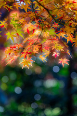 もみじ 紅葉 momiji maple 京都 kyoto 日本 japan 秋 autumn autumnleaves 風景 和 和風