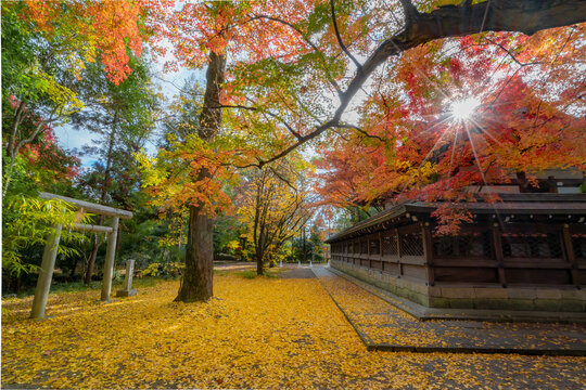 もみじ 紅葉 momiji maple 京都 kyoto 日本 japan 秋 autumn autumnleaves 風景 和 和風