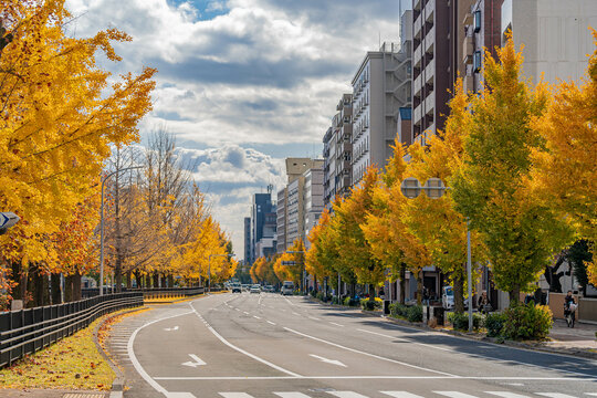 銀杏並木」の写真素材 | 8,643件の無料イラスト画像 | Adobe Stock