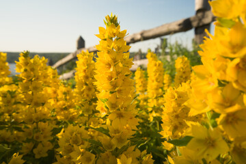 bush of bright yellow loosestrife