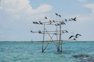 Gaviotas posadas y volando al rededor de estrucutura de madera cerca de la playa en día soleado,...