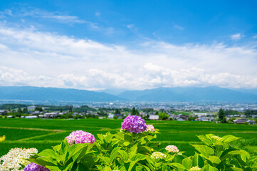 アジサイと松本盆地