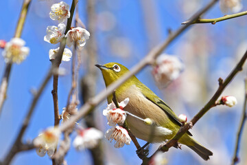 梅とメジロ