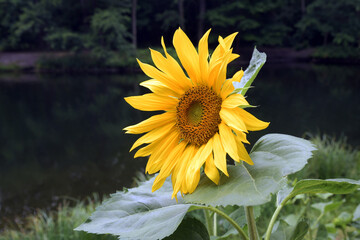 sonnenblume