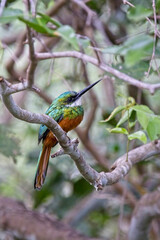 Rufous-tailed Jacamar, (Galbula ruficauda), perched on a branch, Pouso Alegre, Mato Grosso, Brazil.