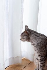 窓辺の猫　サバトラ猫