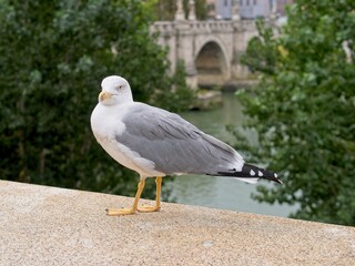 Sea gulls on the embankment of the Tiber river in Rome, Italy