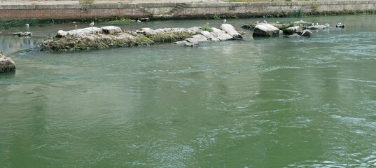 sea gull relaxing on top some stone inside tevere river in rome