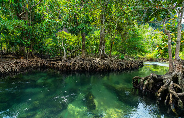 Tapom in Krabi Thailand
