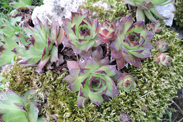 A close-up of green common houseleeks with purple tips of leaves and moss growing on a limestone