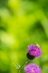 アザミとミツバチ