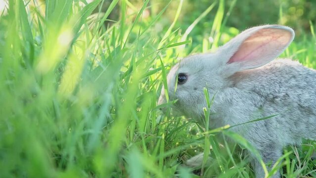 cute adorable fluffy gray rabbit grazing on lawn of green young grass backyard. small sweet rabbit walking past meadow green garden on bright sunny day. Slow motion, close up, blurry background 
