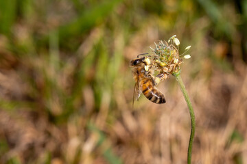 A bee pollinating a flower. Pollination is an essential part of plant reproduction.