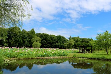Fototapeta na wymiar 夏の日　蓮池のある公園を散策する　古河