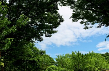 青空と新緑　森　風景