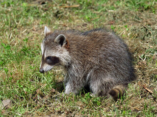 Raccoon in different action in the wild..