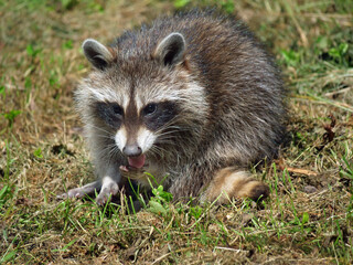 Raccoon in different action in the wild..