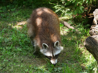 Raccoon in different action in the wild..