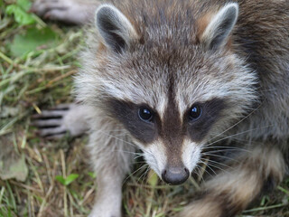 Raccoon in different action in the wild..