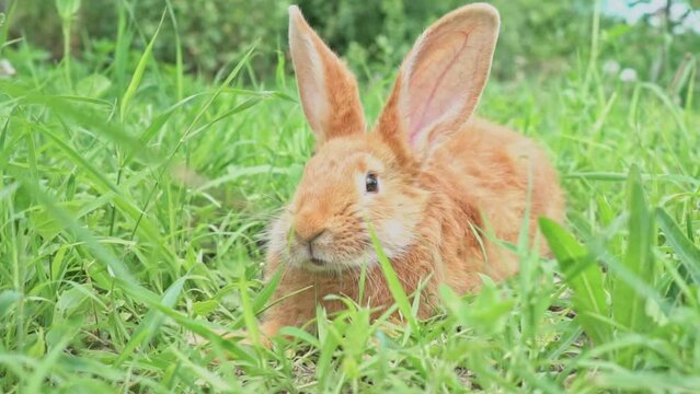 close-up portrait of Cute adorable red fluffy whiskered bunny ,muzzle sitting on green grass lawn in hare's backyard on green sunny meadow, slow motion, Concept for Great Easter spring holiday
