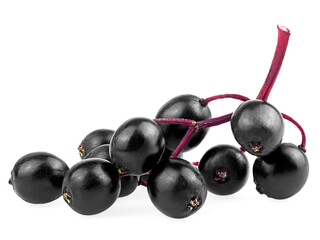 Black elderberry fresh fruit isolated on a white background, Sambucus. Twig of black elderberry.