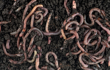 Group of earthworms in black soil as background, top view. Gardening concept. Garden compost and worms. - obrazy, fototapety, plakaty