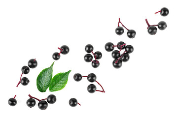 Fresh elderberries and green leaves isolated on a white background, top view. Sambucus.