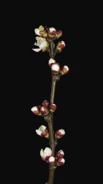 Time lapse of blooming apricot branch isolated on black background, vertical orientation