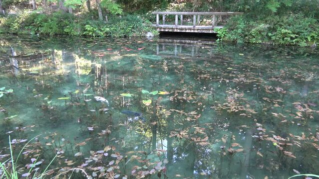 モネの池・名も無き池（岐阜県・関市）