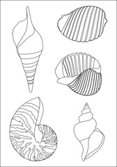 Sea shells. Line art, vector illustration