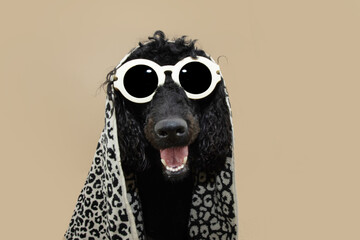 Close-up black poodle dog, summer wearing a leopard fashioned towel and sunglasses. Isolated on...