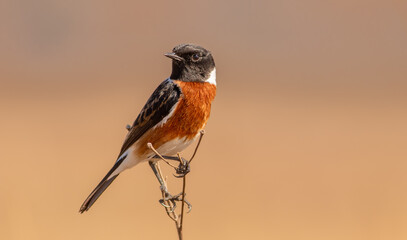 African stonechat in South, Africa ; Specie Saxicola torquatus family of Musicapidae