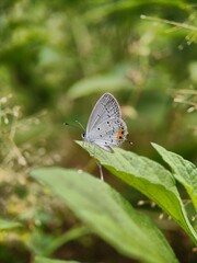 butterfly on a leaf