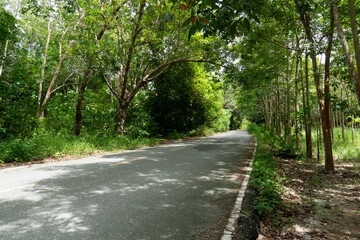 Country road in Thailand. Beside with trees rubber. Yellow line in the center and wihte line beside of asphalt road. 