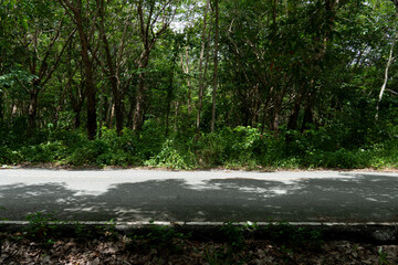 Horizontal view of country road in Thailand. Beside with trees rubber. white line in the beside of...
