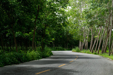Country road in Thailand. Beside with trees rubber. Curving road path. Yellow line in the center and wihte line beside of asphalt road. 
