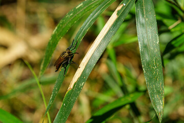 森の中のムシヒキアブ