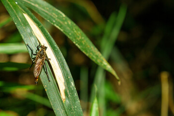 森の中のムシヒキアブ