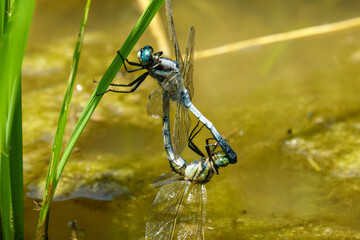シオカラトンボの後尾