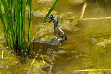 シオカラトンボの後尾