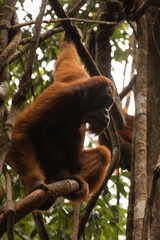 Wild male Sumatran Orangutan, Pongo Abelii, in rainforest, Indonesia