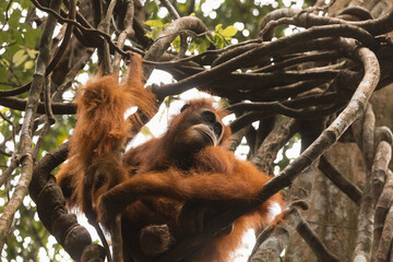 Wild mother female Sumatran Orangutan and her baby orangutan, Indonesia