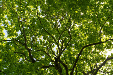 Green tree crown background. Tree in the summer sunny forest. Nature, growth, life.