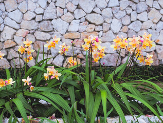  yellow orchid flowers over stone wall background.