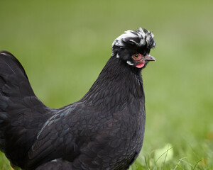 Poland black chick isolated free range in garden