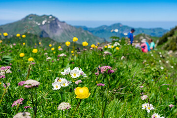 Urlaub im Kleinwalsertal, Österreich: Wanderung in der Nähe von Baad zum Grünhorn - blühende Almwiese mit bunten Blumen, Hintergrund Familie und Berge - obrazy, fototapety, plakaty