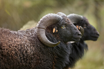 Two black male ouessant sheep